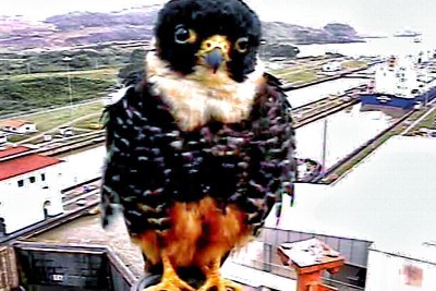 Agrandir l'image 2 sur 5, fenêtre modale